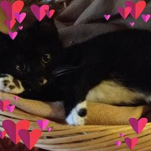 Meet your Posher, Laine